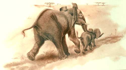 Elephant