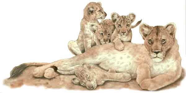 Lion Aunt