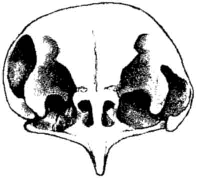 Barn Owl Skull...