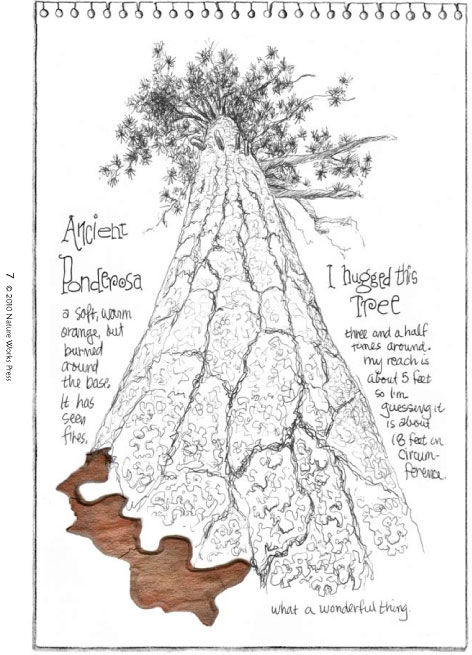 the giant doug fir sketchpage...