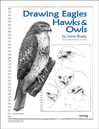 Drawing Eagles, Hawks & Owls...