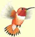 Rufous Hummingbird
 Interpretive Art