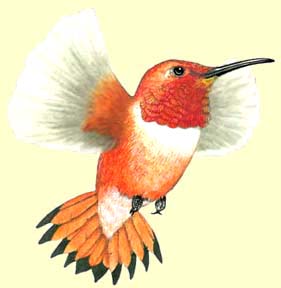 Rufous Hummer