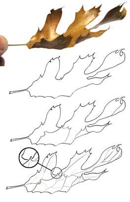 Leaf Drawing Series...