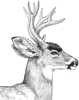 Mule Deer Clip Art
