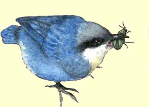 pygmy nuthatch--click for enlargement