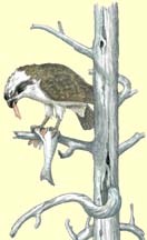 Osprey With Fish