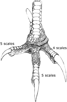 Red-tailed Hawk talons...