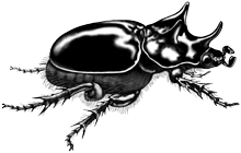 Ox Beetle
