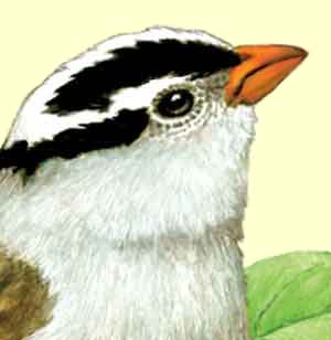 White-crowned Sparrow Detail