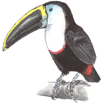 Tio Juan, the Toucan...