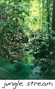 rainforest stream